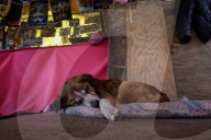 World Dog Day