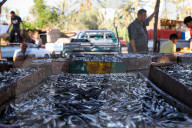 Fish Market In Rashid