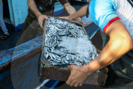Fish Market In Rashid