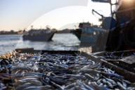 Fish Market In Rashid