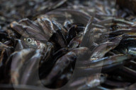 Fish Market In Rashid