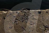 Fish Market In Rashid
