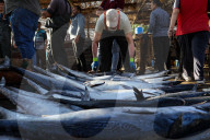 Fish Market In Rashid