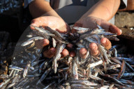 Fish Market In Rashid