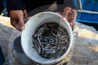 Fish Market In Rashid