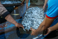 Fish Market In Rashid
