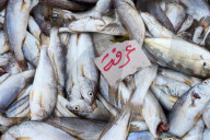 Fish Market In Rashid