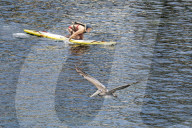 Pelican Flies Past Lifeguard
