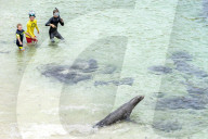 Wild Sea Lion On Crowded Public Beach