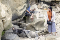 Wild Sea Lion On Crowded Public Beach