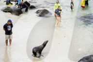 Wild Sea Lion On Crowded Public Beach