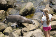 Wild Sea Lion On Crowded Public Beach