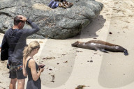 Wild Sea Lion On Crowded Public Beach