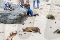 Wild Sea Lion On Crowded Public Beach