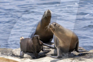 Wild Sea Lion On Crowded Public Beach