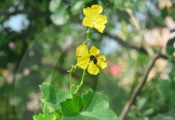 INDIA ANIMAL INSECTS