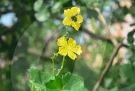 INDIA ANIMAL INSECTS