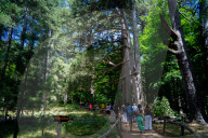 I Giganti Della Sila Amid The Ancient Trees In The Sila National Park