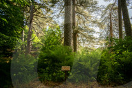 I Giganti Della Sila Amid The Ancient Trees In The Sila National Park