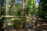 I Giganti Della Sila Amid The Ancient Trees In The Sila National Park