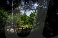 I Giganti Della Sila Amid The Ancient Trees In The Sila National Park