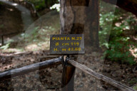 I Giganti Della Sila Amid The Ancient Trees In The Sila National Park