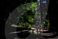 I Giganti Della Sila Amid The Ancient Trees In The Sila National Park