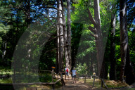 I Giganti Della Sila Amid The Ancient Trees In The Sila National Park