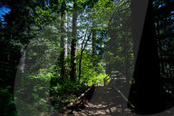 I Giganti Della Sila Amid The Ancient Trees In The Sila National Park