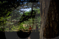 I Giganti Della Sila Amid The Ancient Trees In The Sila National Park