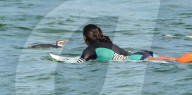 Penguin Surfs Arpoador Delighting Beachgoers In Rio