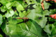 Ditch Jewel Dragonfly - Brachythemis Contaminata - Mosquito Killer -Animal India
