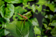 Ditch Jewel Dragonfly - Brachythemis Contaminata - Mosquito Killer -Animal India