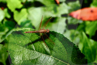 Ditch Jewel Dragonfly - Brachythemis Contaminata - Mosquito Killer -Animal India