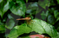 Ditch Jewel Dragonfly - Brachythemis Contaminata - Mosquito Killer -Animal India