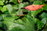 Ditch Jewel Dragonfly - Brachythemis Contaminata - Mosquito Killer -Animal India