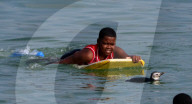 Penguin Surfs Arpoador Delighting Beachgoers In Rio