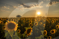 Valley With Sunflowers In Greece