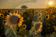 Valley With Sunflowers In Greece