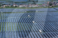 Largest Single-unit Affordable 260MW FISHER-Solar Hybrid Project PV Power Station in East China