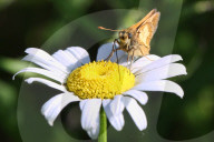 Peck's Skipper Butterfly Drinks Nectar From A Daisy