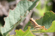 Red-legged Grasshopper Nymph