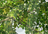 India Bird