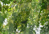 India Bird