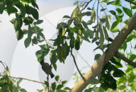 India Bird
