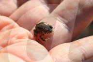 American Toad