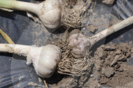 Garlic Is Harvested In Canada