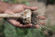 Garlic Is Harvested In Canada