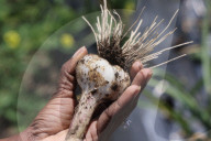 Garlic Is Harvested In Canada