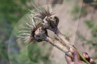 Garlic Is Harvested In Canada